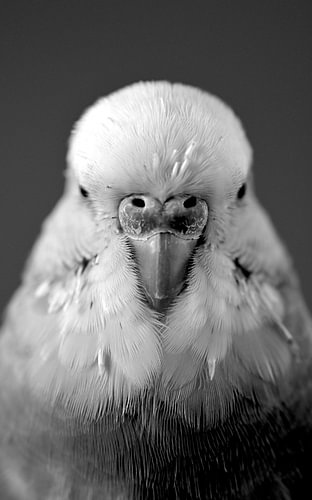 Regardez le "petit oiseau" !