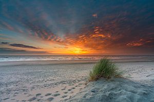 Texel Strand Paal 15 schöne Büschel von Strandhafer schönen Sonnenuntergang