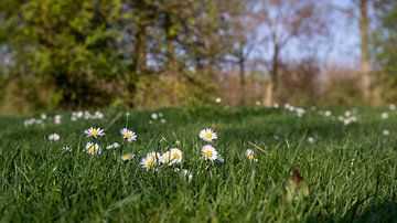 Vroege lente in De Gavers