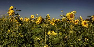 Sonnenblumen von Mario de Lijser