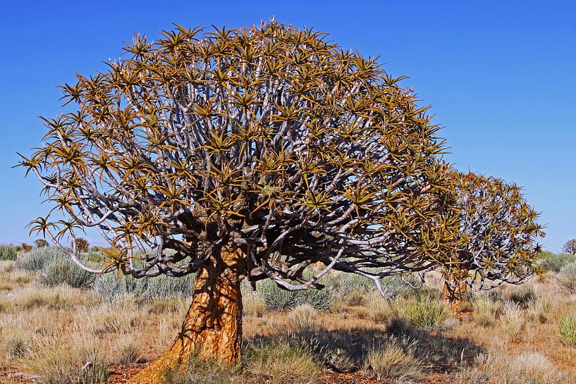 Köcherbäume in Namibia par W. Woyke