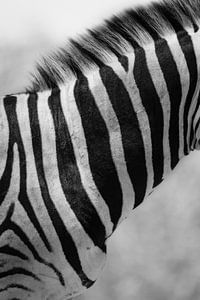 Enigma
