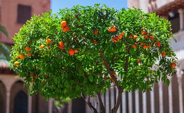 Geïsoleerde groene mandarijnboom met rijpe vruchten van Yevgen Belich