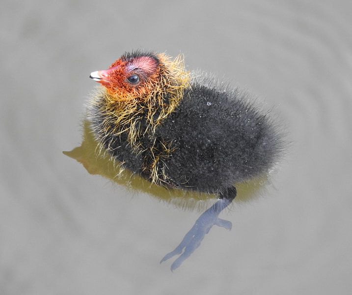 coot by Anita van Gendt