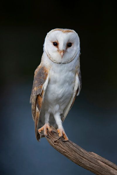 Barn owl, Tyto alba by Gert Hilbink