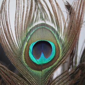 Peacock by Ria De Jonge