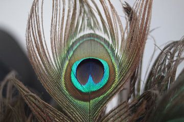 Peacock by Ria De Jonge