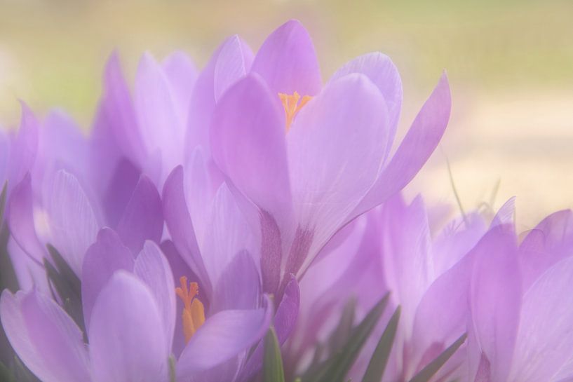 Crocuses, soft and dreamy 1 by Jaap Tanis