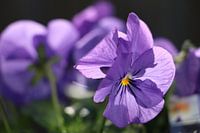Purpurviolett mit Sonnenlicht
