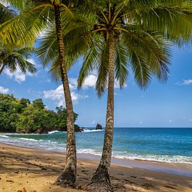 Sous les palmiers sur Bart Hendrix