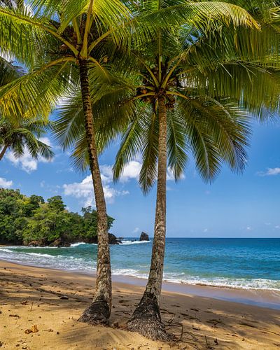 Unter den Palmen von Bart Hendrix