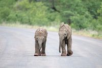 Playing Elephants 1