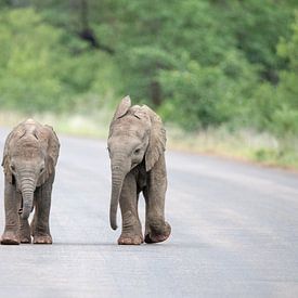 Jouer aux éléphants 1 sur Inez Allin-Widow