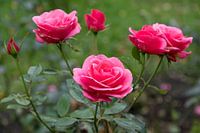 Rozen Familie