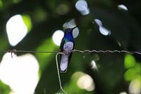 Blauwgroene Kolibrie. Mindo, Ecuador