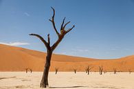 Dode boom in Dodevlei in Namibië van Simone Janssen thumbnail