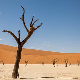 Dode boom in Dodevlei in Namibië van Simone Janssen