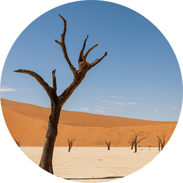 Dode boom in Dodevlei in Namibië van Simone Janssen