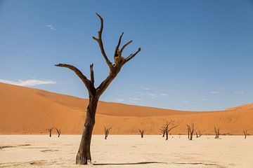 Dode boom in Dodevlei in Namibië van Simone Janssen