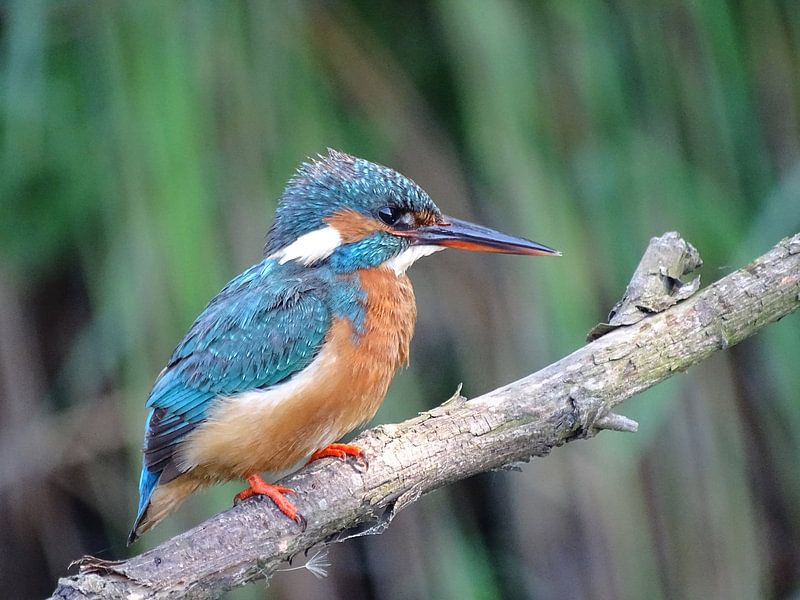 Eisvogel. von Robert Moeliker