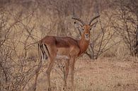 Impala-antilope in Etosha Nationaal Park, Namibië Afrika van Patrick Groß thumbnail