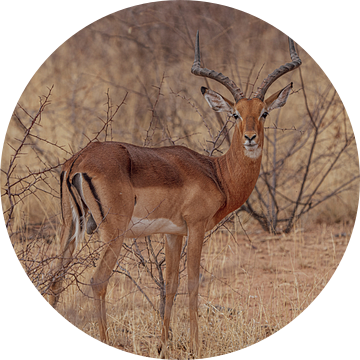 Impala-antilope in Etosha Nationaal Park, Namibië Afrika van Patrick Groß