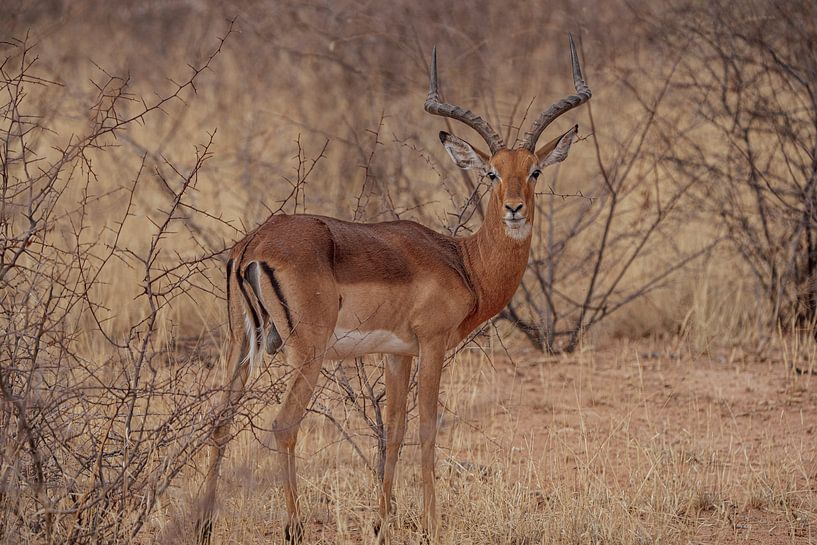 Impala-antilope in Etosha Nationaal Park, Namibië Afrika van Patrick Groß
