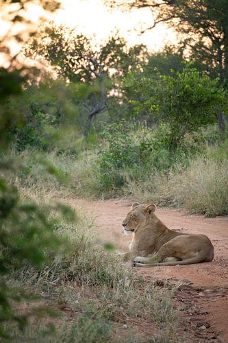 Leeuwin in de ochtend
