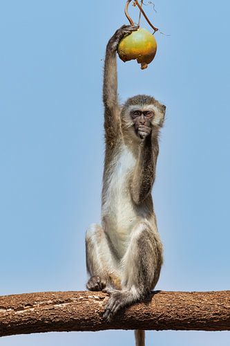 Blauwaap von Pascale Dumoulein