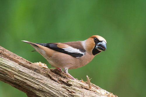 Appelvink op de Veluwe van Geert Klein Breteler