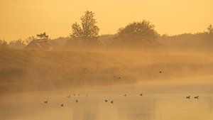 Nebel über dem Wasser bei Wieringen, wo Blässhühner und andere Vögel die aufgehende Sonne genießen