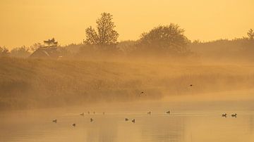 Mist boven het water op Wieringen, waarin meerkoeten en andere vogels genieten van de opkomende zon van Bram Lubbers