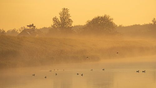 Fog over the water on Wieringen, with coots and other birds enjoying the rising sun