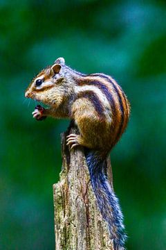 Siberian ground squirrel on the lookout by Anne Ponsen