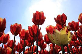 Tulip fields in Goeree-overvlakee by Linda van Rij