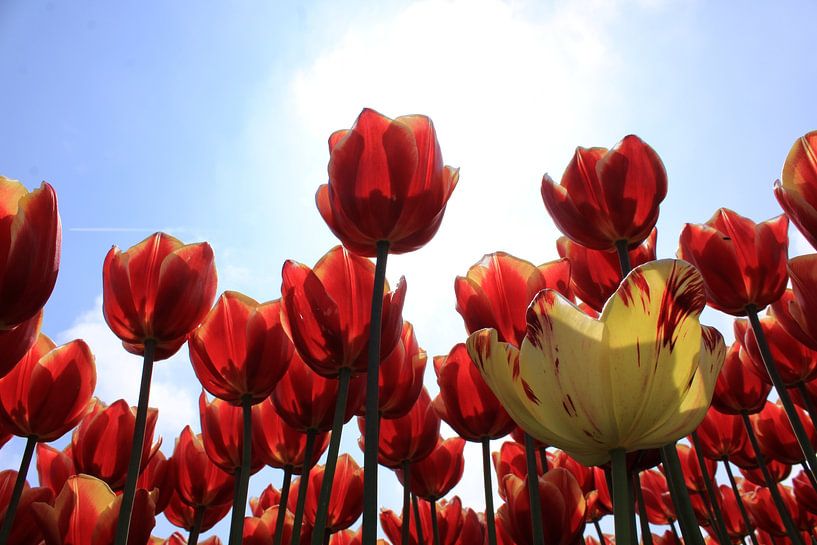 Tulpenfelder in Goeree-overvlakee von Linda van Rij