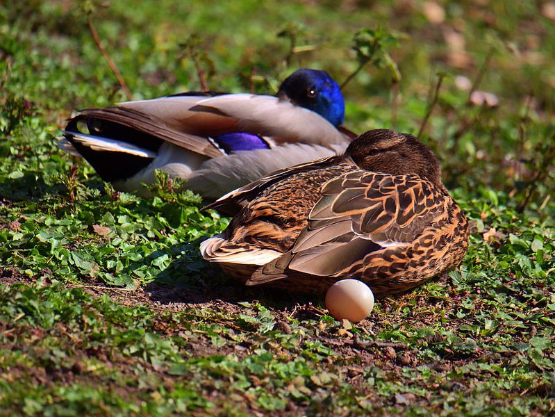 Oeuf de canard par Edgar Schermaul