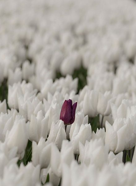 Paarse tulp in het witte tulpenveld van Ans Bastiaanssen