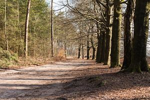 Wandelpad in bos Lage Vuursche