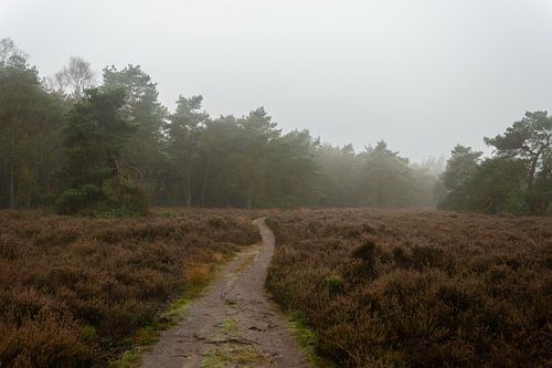 the veluwe heath
