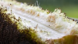The reed cigar, but at close range and greatly enlarged by Hans de Waay