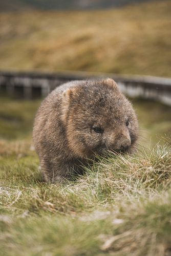 Wombats van Cradle Mountain: Ontmoeting met Tasmanië's Charmante Bewoners