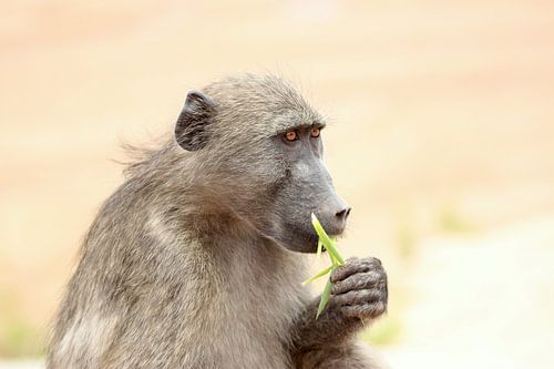 Portret of young wild baboon