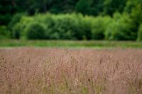 Gras