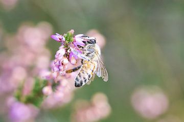 Fleißige Biene von MdeJong Fotografie