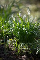 Snowdrops_2