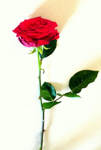 Losse Rode roos - Single Red rose  van Esther Kamminga