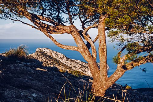 Mallorca - La Victòria