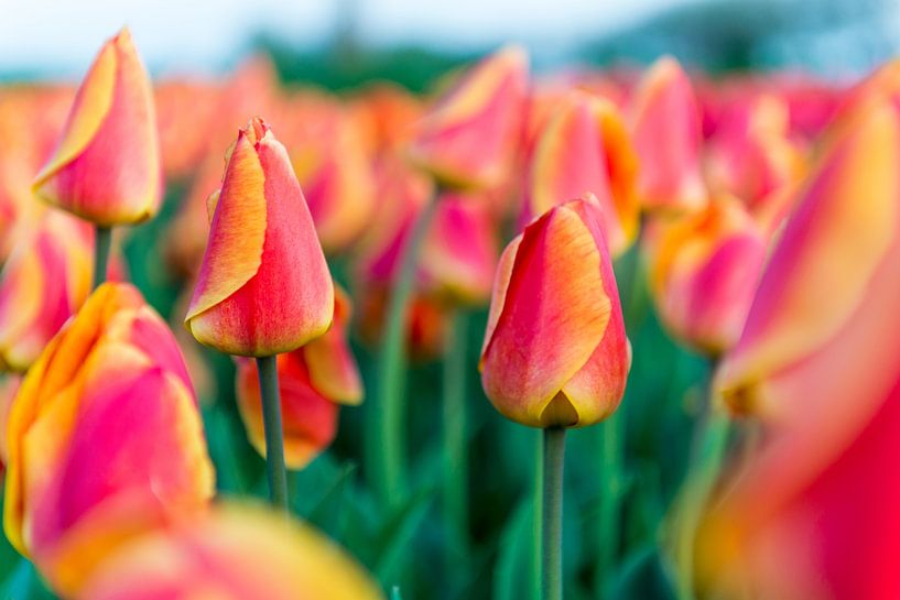 Tulpenveld Nederland van Ralph Jaspers