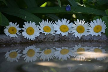 Daisies flowers in the garden by Claude Laprise